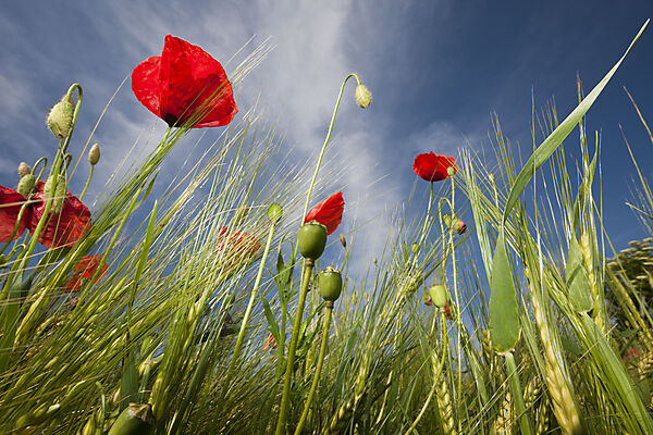 Klatschmohn in Kornfeld