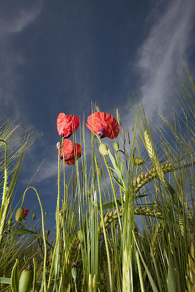Klatschmohn in Kornfeld