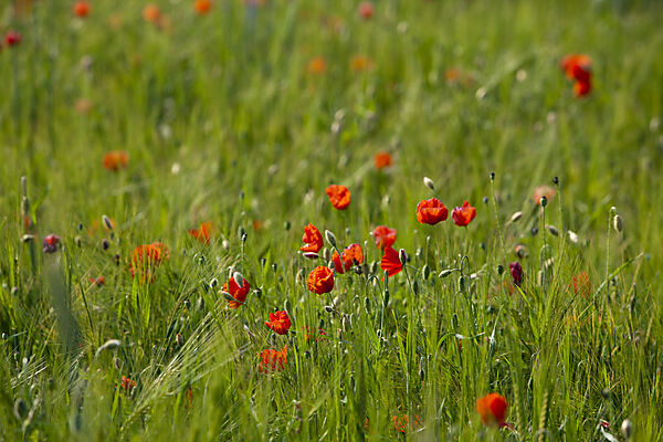 Klatschmohn in Kornfeld