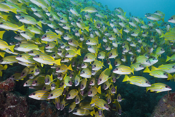 Shoal of Bluestripe Snapper