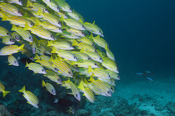 Shoal of Bluestripe Snapper
