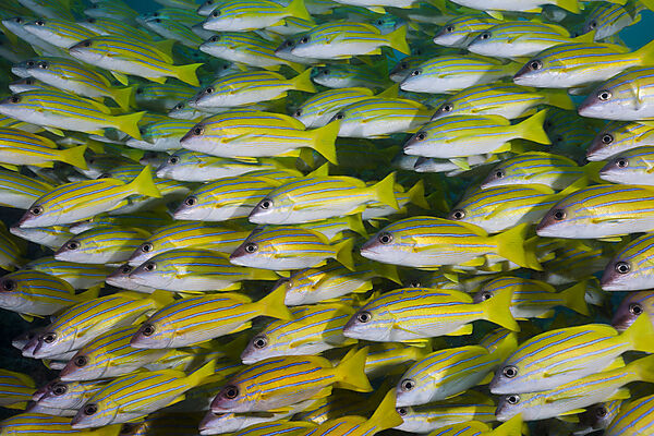 Shoal of Bluestripe Snapper