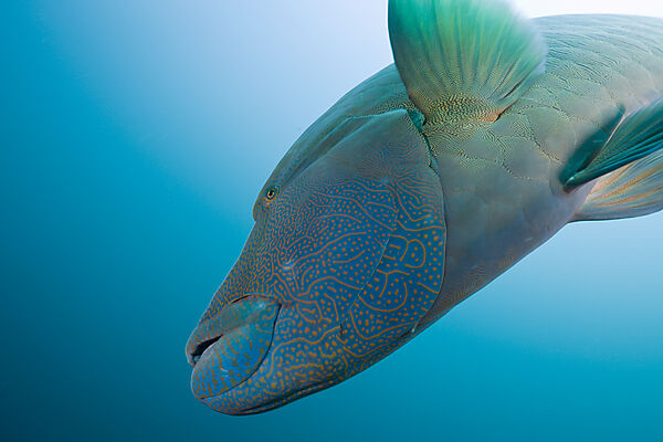 Napoleon Lippfisch