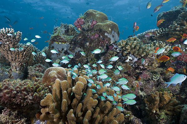 Korallenriff mit Chromis Riffbarschen