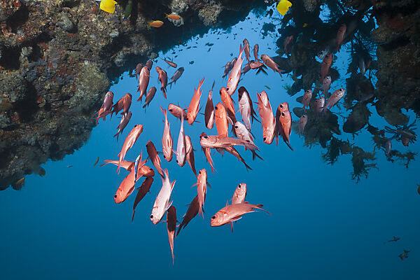 Rote Soldatenfische