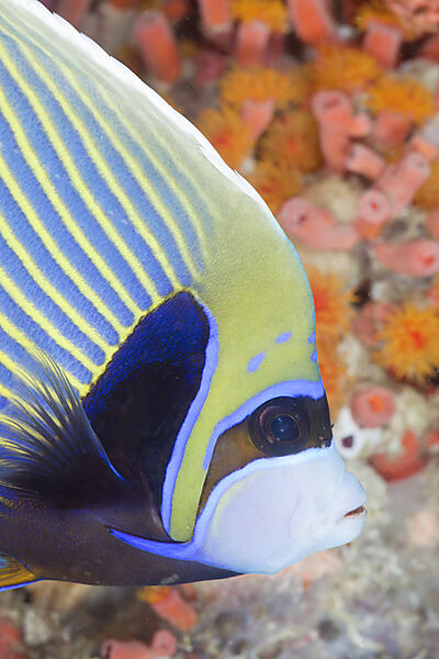 Imperator Kaiserfisch