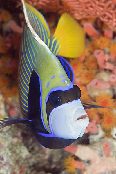 Imperator Kaiserfisch