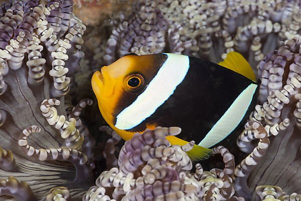 Clarks Anemonenfisch