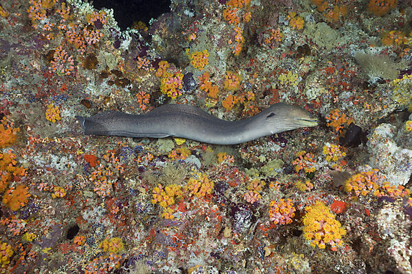 Giant Moray hunting at Night