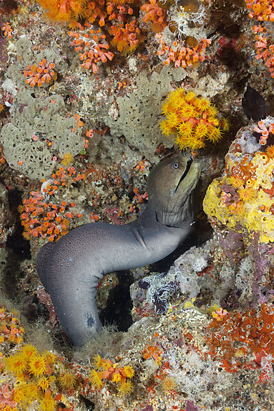 Giant Moray hunting at Night