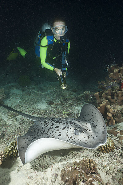 Diver come across Blotched Fantail Stingray at Night