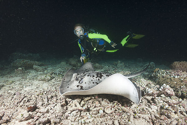 Diver come across Blotched Fantail Stingray at Night