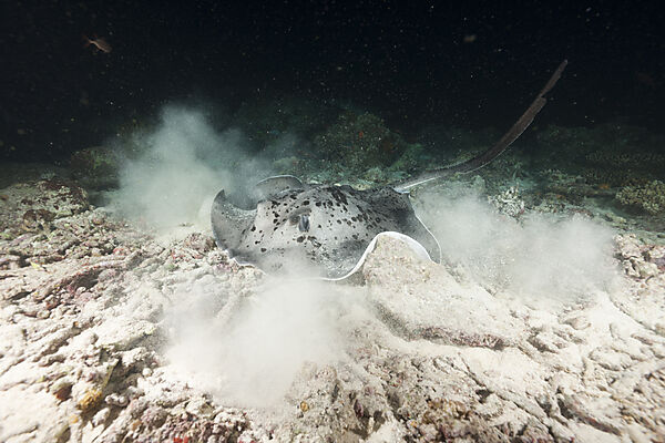 Blotched Fantail Stingray hunting at Night