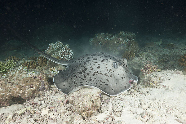 Blotched Fantail Stingray hunting at Night