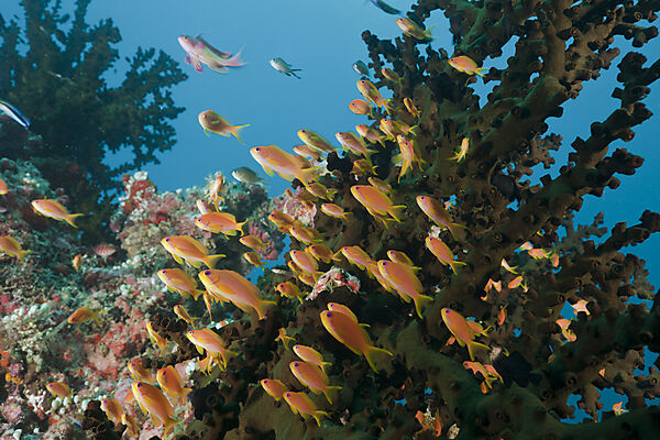 Coral Reef with Anthias