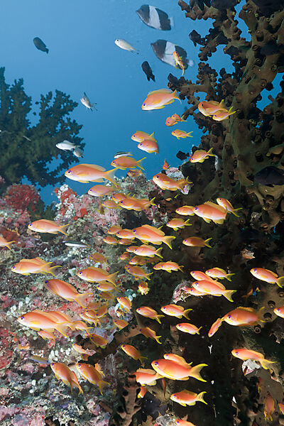 Coral Reef with Anthias