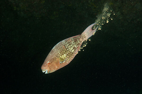 Kotender Nasenhoecker-Papageifisch
