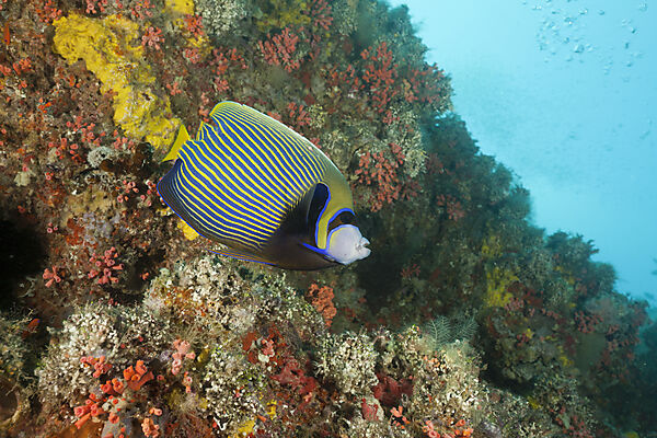 Imperator Kaiserfisch