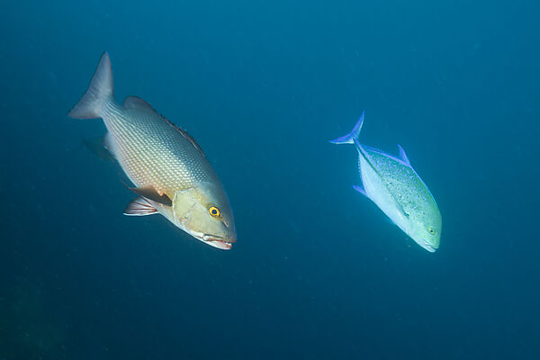 Red Reef Snapper and Bluefin Trevally