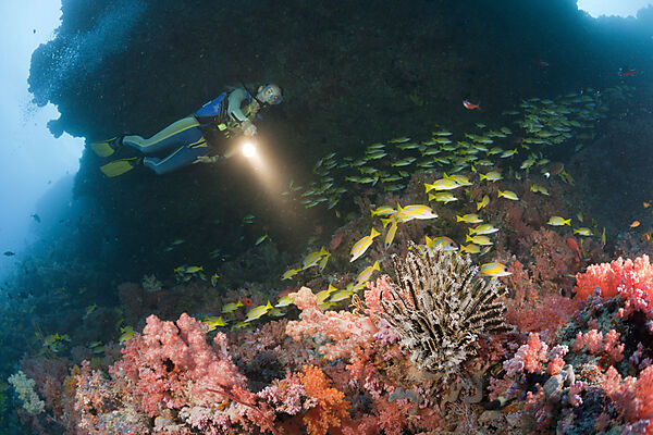 Scuba Diver in Coral Reef