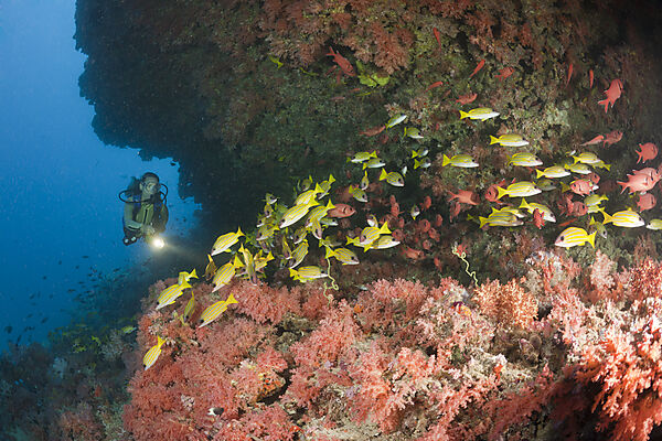 Scuba Diver in Coral Reef