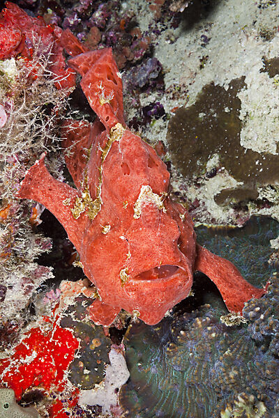 Roter Rundflecken-Anglerfisch