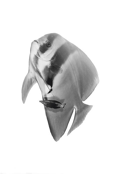 Langflossen-Fledermausfisch mit Zweifarben-Putzerfische