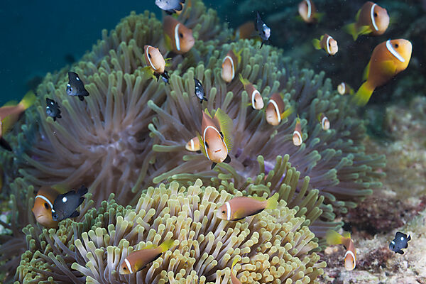 Malediven-Anemonenfische in Prachtanemonen