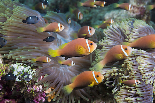 Malediven-Anemonenfische in Prachtanemonen