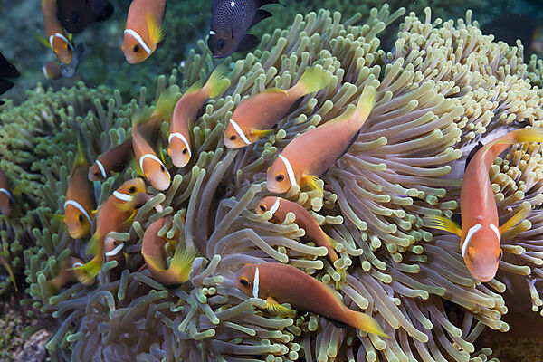 Malediven-Anemonenfische in Prachtanemonen