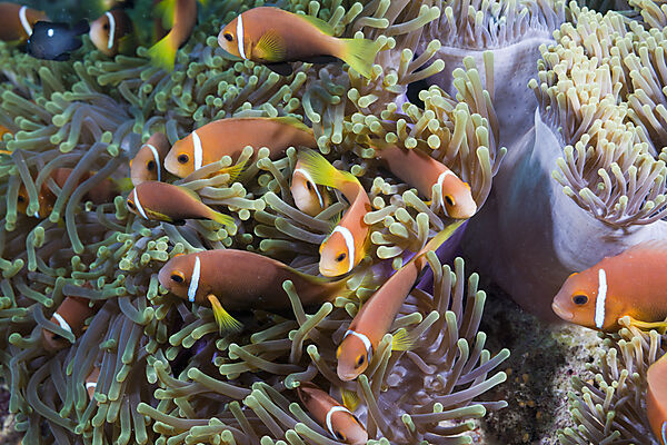 Malediven-Anemonenfische in Prachtanemonen
