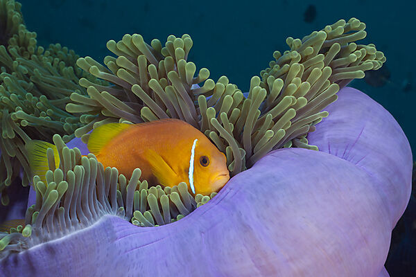 Malediven-Anemonenfisch in Prachtanemone