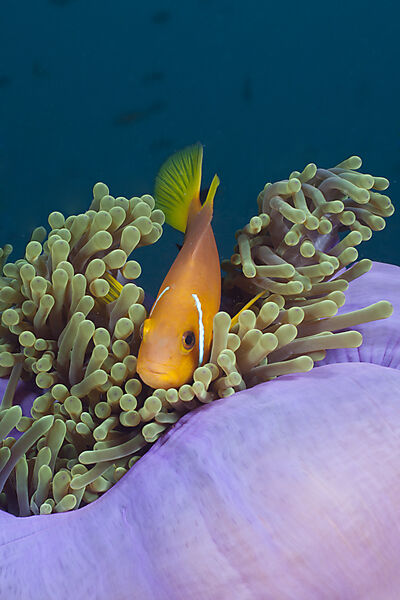 Malediven-Anemonenfisch in Prachtanemone