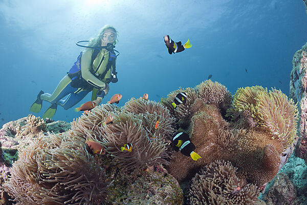 Taucher und Prachtanemone mit Malediven-Anemonenfische und Clarks Anemonenfische