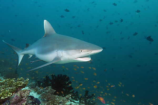 Grey Reef Shark