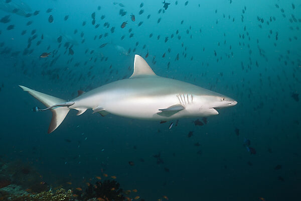 Grey Reef Shark