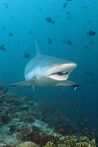 Grey Reef Shark with Cleaner Wrasse