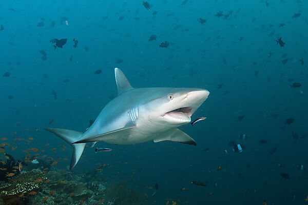 Grey Reef Shark with Cleaner Wrasse