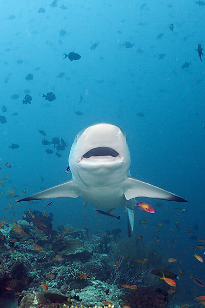 Grey Reef Shark with open Mouth