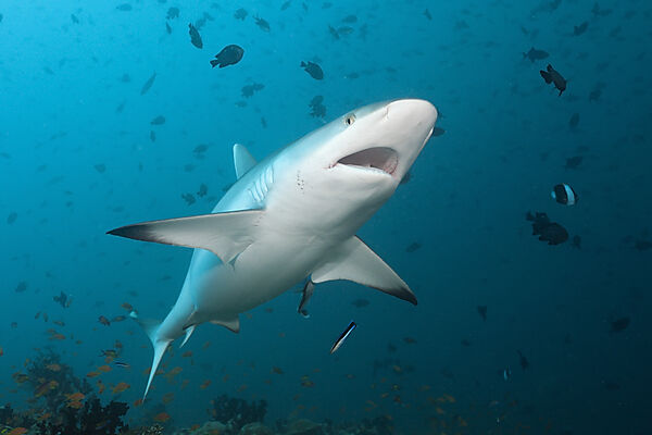 Grey Reef Shark with open Mouth