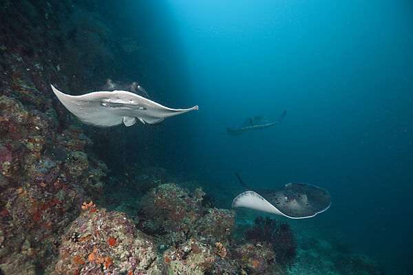 Blotched Fantail Stingray
