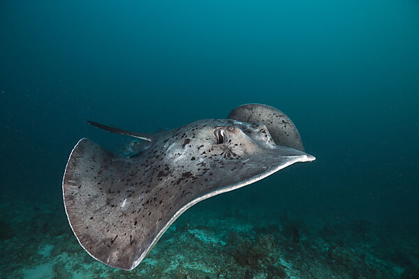 Blotched Fantail Stingray