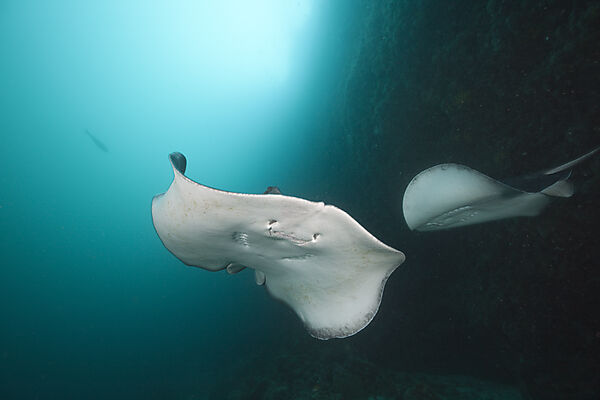 Blotched Fantail Stingray