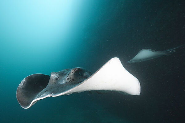 Blotched Fantail Stingray