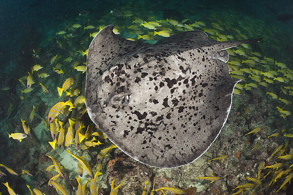 Blotched Fantail Stingray
