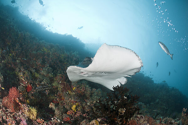 Blotched Fantail Stingray