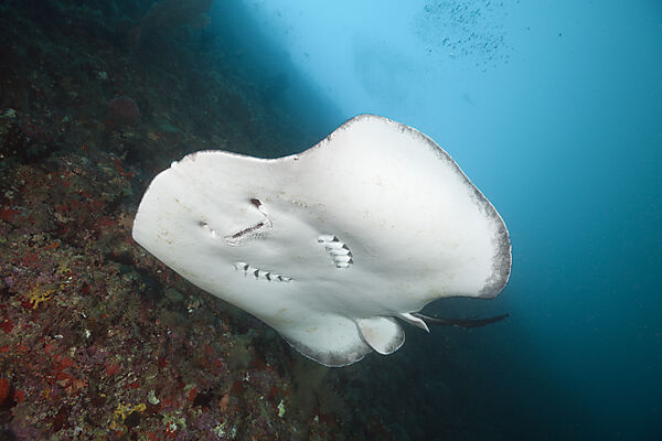 Blackspotted Stingray
