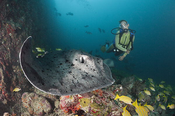 Diver and Blotched Fantail Stingray