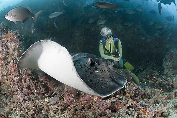 Diver and Blotched Fantail Stingray