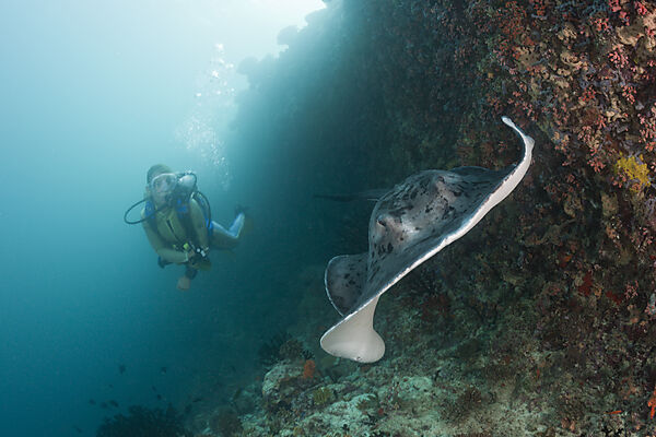 Diver and Blotched Fantail Stingray